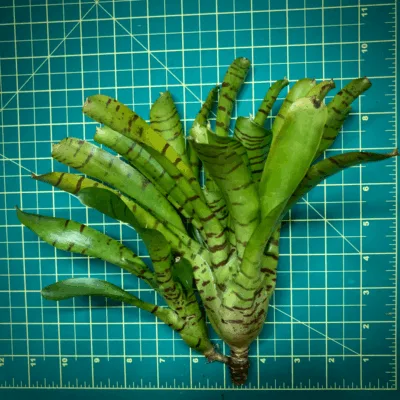 Neoregelia Bromeliad Yellow Fan Size