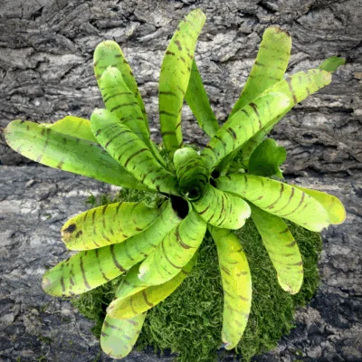 Neoregelia Bromeliad Yellow Fan Top View