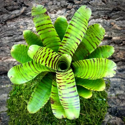 Neoregelia Bromeliad Zone 8 Top View