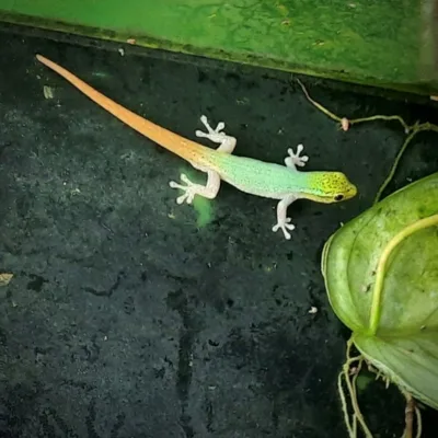 Lygodactylus conraui Cameroon dwarf geckos