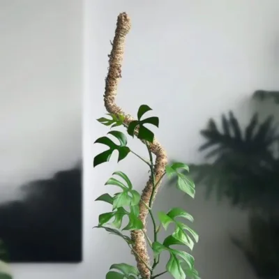 Mossify Bendable Moss Pole