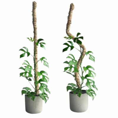 Mossify Bendable Moss Pole Thick