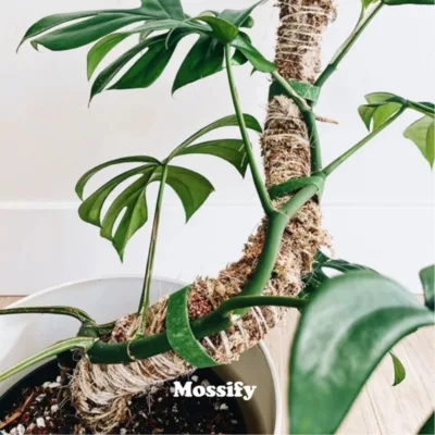 Mossify Thick Bendable Moss Pole