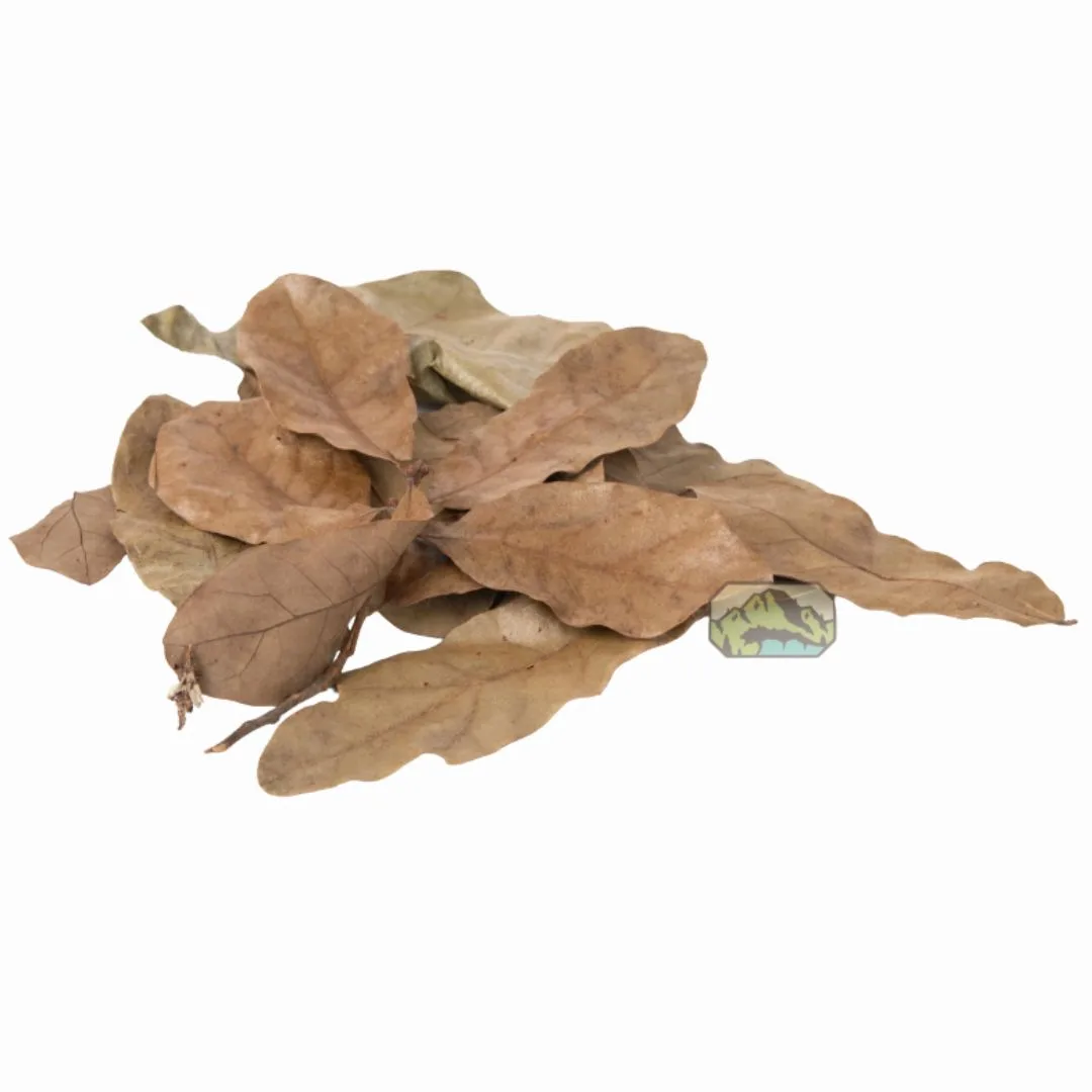 NewCal Water Oak Leaf Litter
