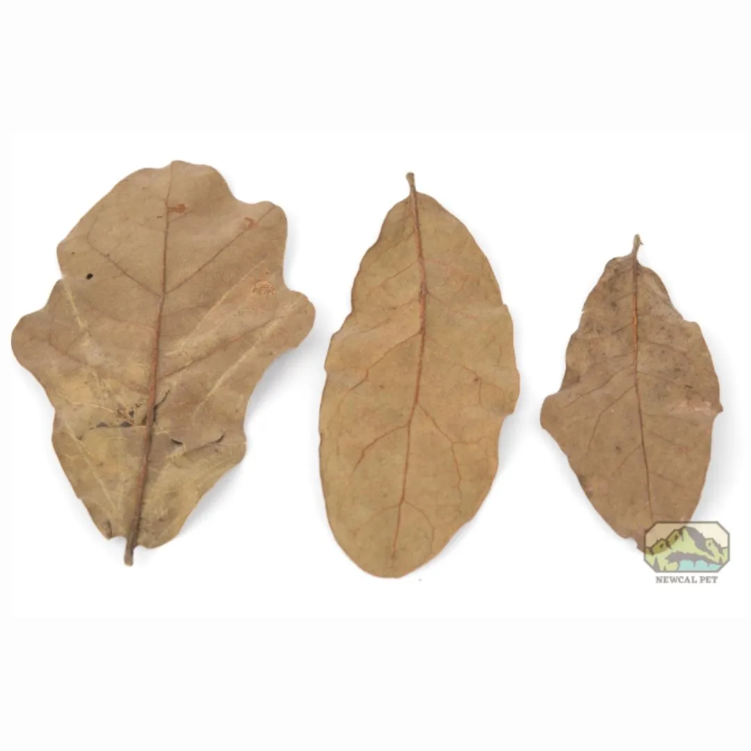 Newcal Water Oak Leaf Litter