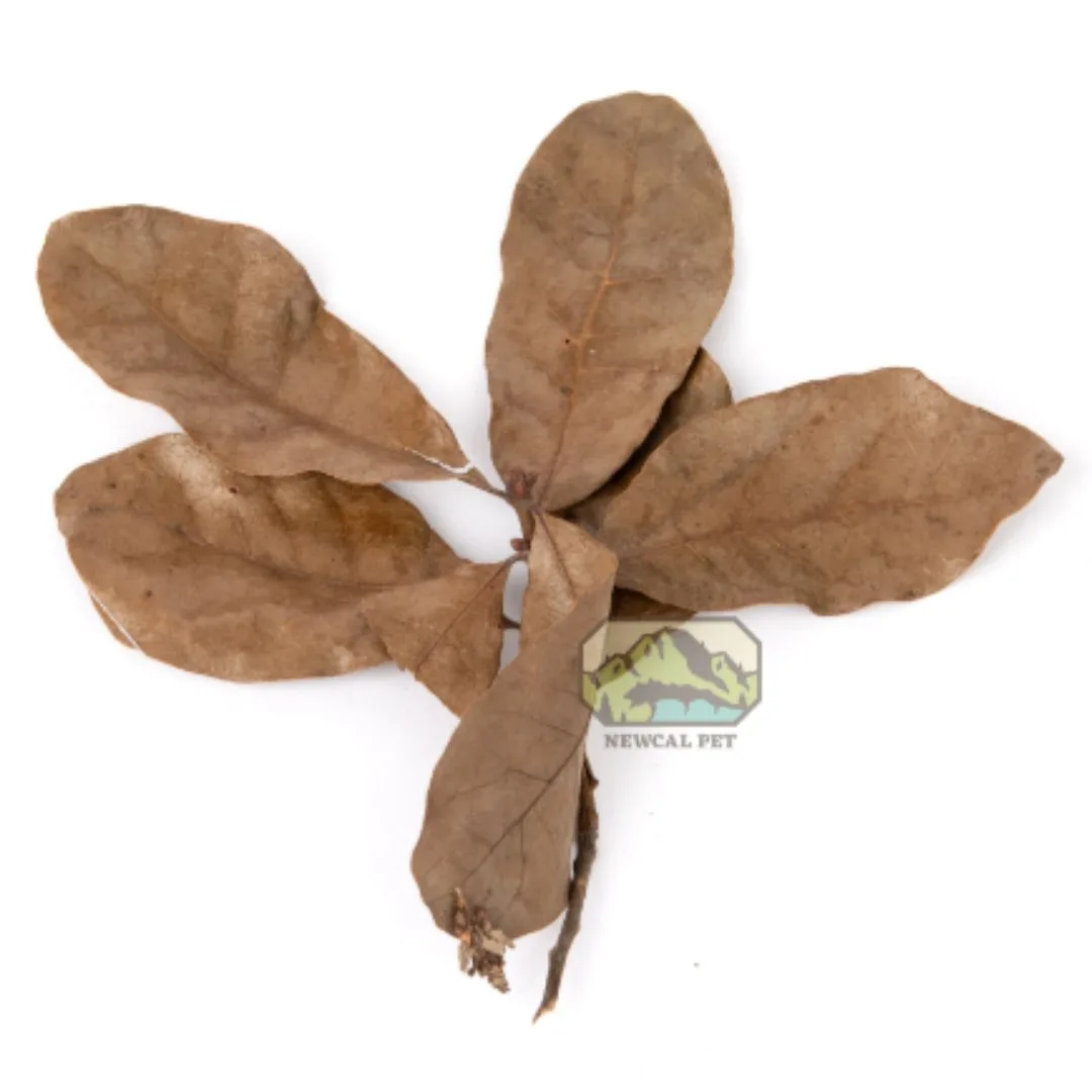 Water Oak Leaf Litter