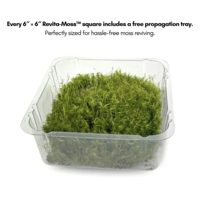 Mood Moss - Revita-Moss Tray