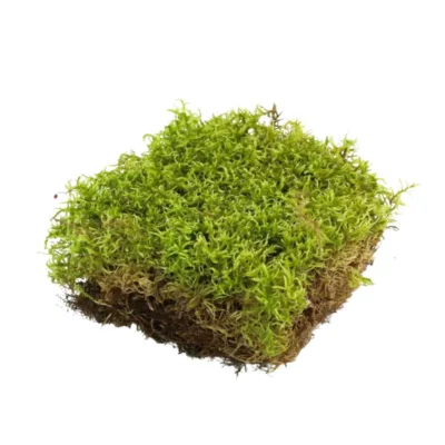 Mossify Revita-Moss Live Canadian Forest Moss For Terrariums