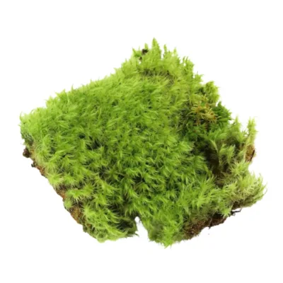 Mossify Revita-Moss Canadian Mood Moss (Dicranum scoparium) For Terrariums