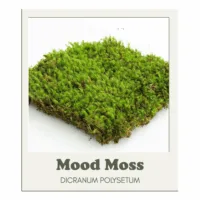 Mossify Revita-Moss Canadian Mood Moss (Dicranum scoparium) For Terrariums DICRANUM Polysetum