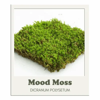 Mossify Revita-Moss Canadian Mood Moss (Dicranum scoparium) For Terrariums DICRANUM Polysetum