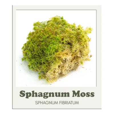 Mossify Revita-Moss Canadian Sphagnum Moss For Terrariums - Sphagnum fibriatum