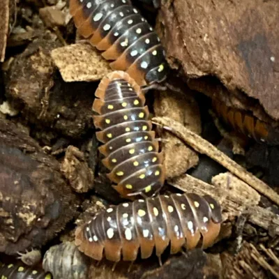 Armadillidium klugii Montenegro