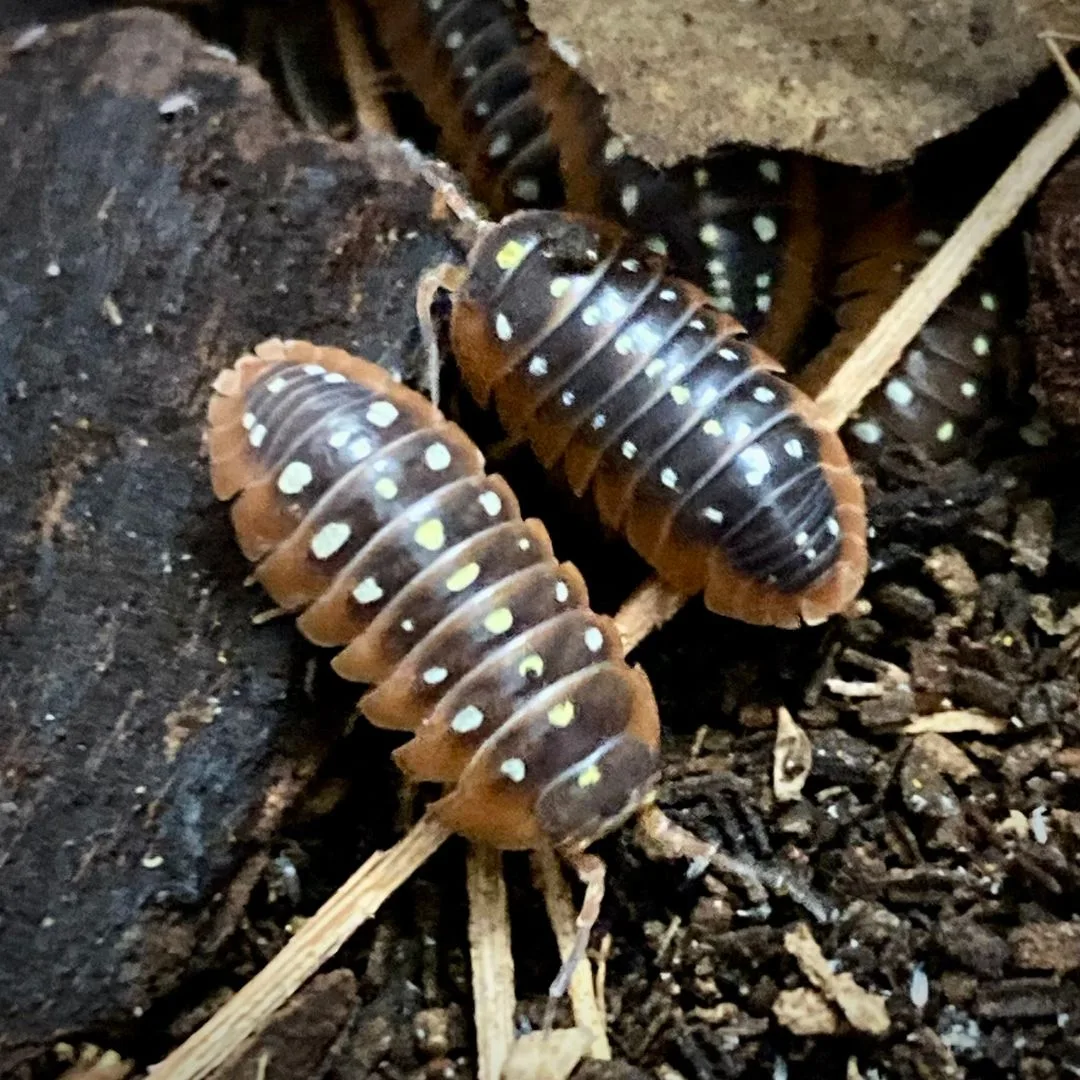 Armadillidium klugii Montenegro
