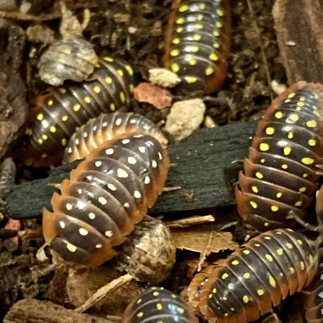 Armadillidium klugii Montenegro AKA Clown Isopod