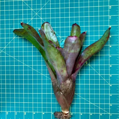 Medium Neoregelia Bromeliad - Alpine Rose size