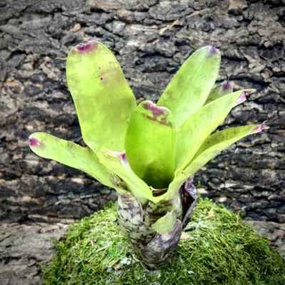 Medium Neoregelia Bromeliad - Ampullacea x Fluminensis