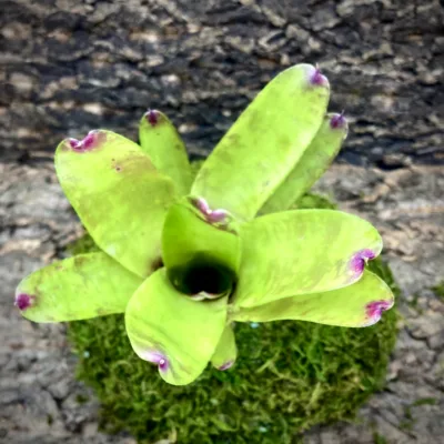 Medium Neoregelia Bromeliad - Ampullacea x Fluminensis top view