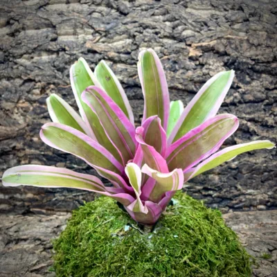 Neoregelia Bromeliad - Annick