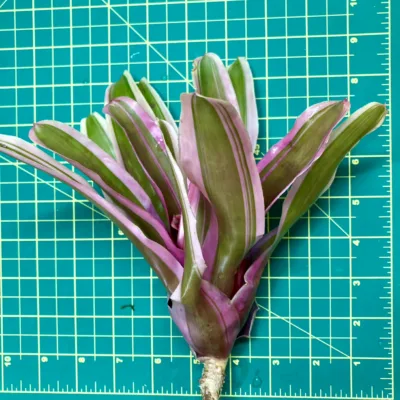 Medium Neoregelia Bromeliad - Annick size