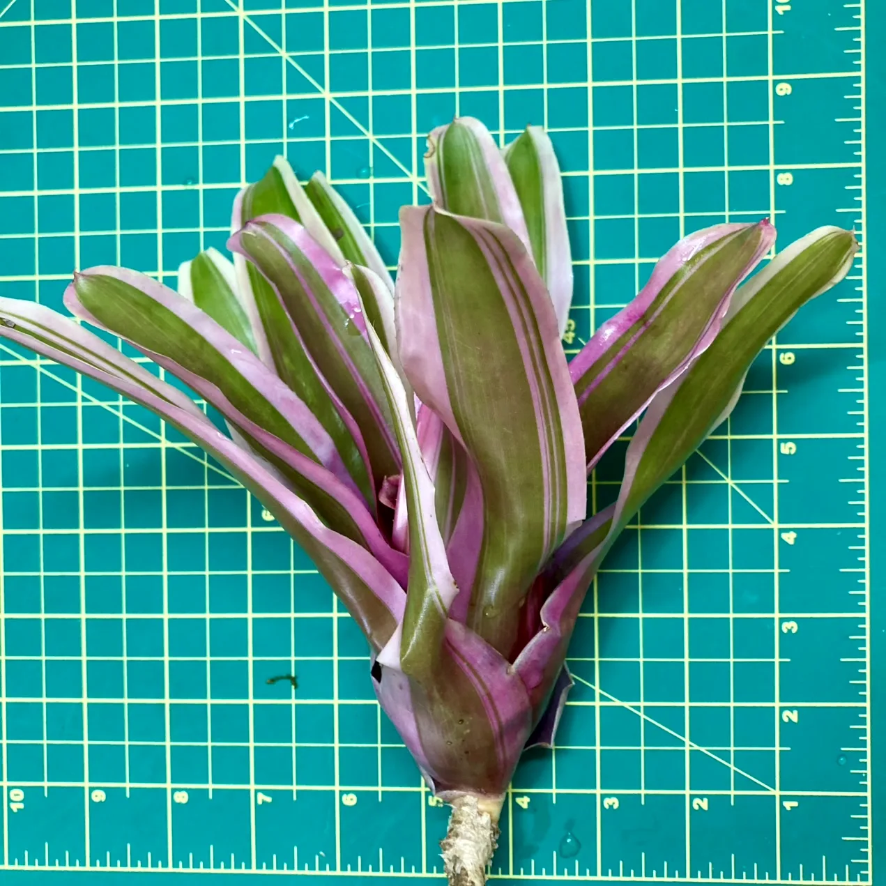 Medium Neoregelia Bromeliad - Annick size