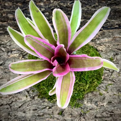 Medium Neoregelia Bromeliad - Annick top view