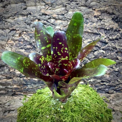 Neoregelia Bromeliad – Arcosa