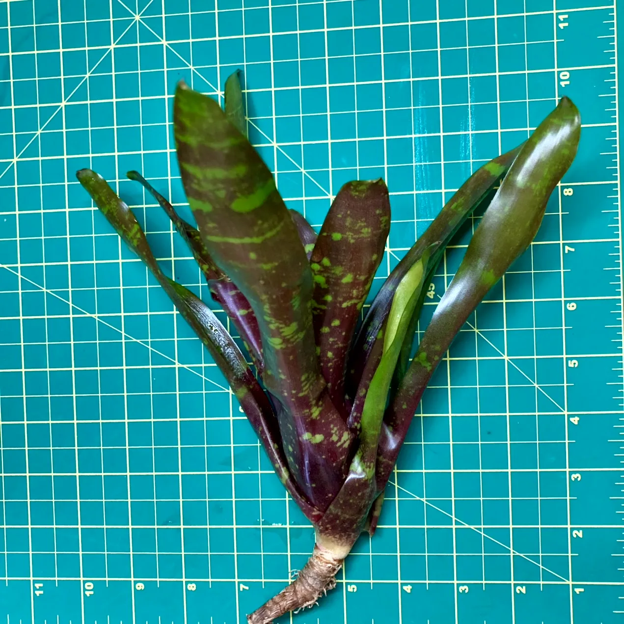 Medium Neoregelia Bromeliad - Arcosa size