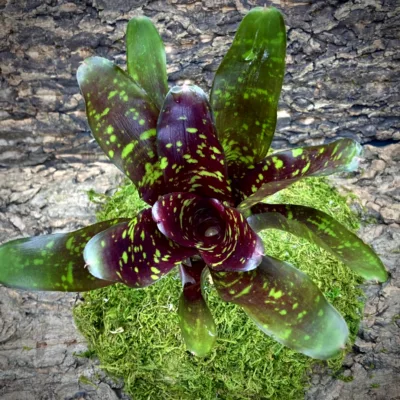 Medium Neoregelia Bromeliad - Arcosa top view