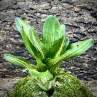 Neoregelia Bromeliad - Bachata