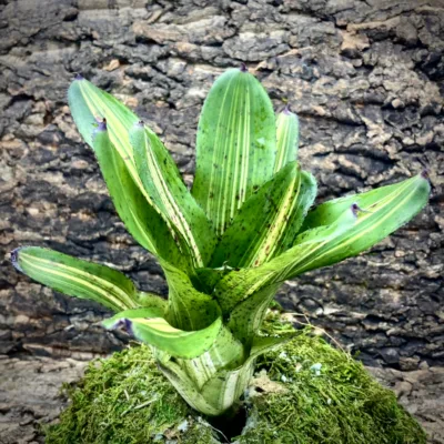 Neoregelia Bromeliad - Bachata