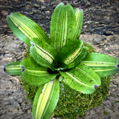 Medium Neoregelia Bromeliad - Bachata top view