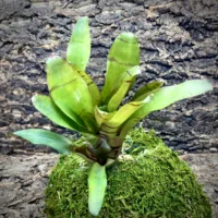 Medium Neoregelia Bromeliad - Bit-O-Honey