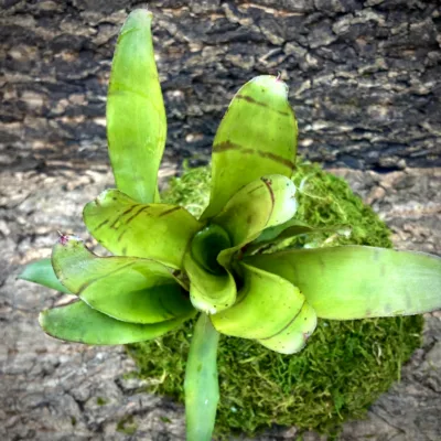 Medium Neoregelia Bromeliad - Bit-O-Honey topview