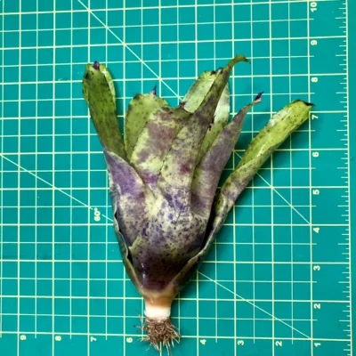 Neoregelia Bromeliad - Blueberry Buckle (No Variegation) size