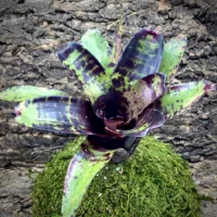 Neoregelia Bromeliad – Blueberry Pie