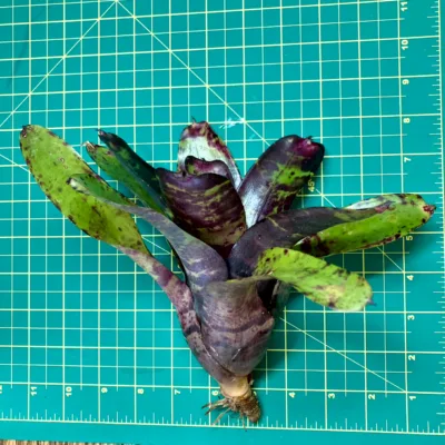 Medium Neoregelia Bromeliad - Blueberry Pie size