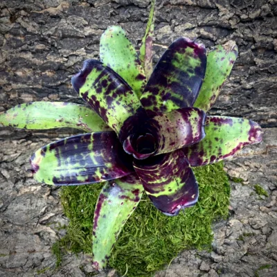 Medium Neoregelia Bromeliad - Blueberry Pie top view