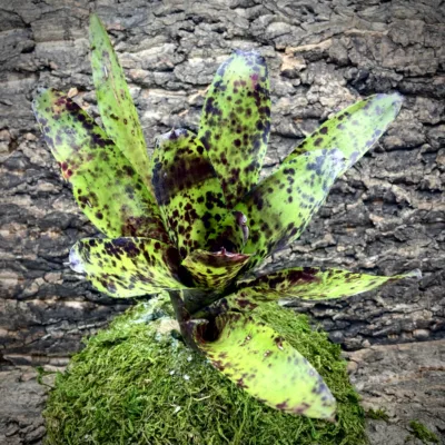 Medium Neoregelia Bromeliad - Caviar