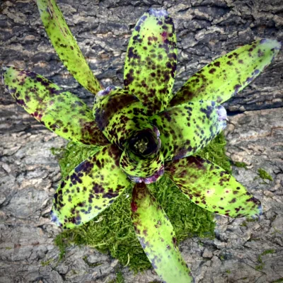 Medium Neoregelia Bromeliad - Caviar top view