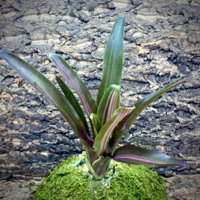 Medium Neoregelia Bromeliad - Dyn-O-Mite