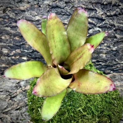 Medium Neoregelia Bromeliad Eltoniana x Olens