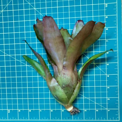 Medium Neoregelia Bromeliad Eltoniana x Olens size