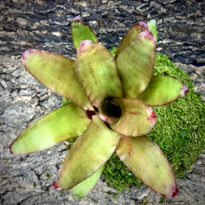 Medium Neoregelia Bromeliad Eltoniana x Olens top view