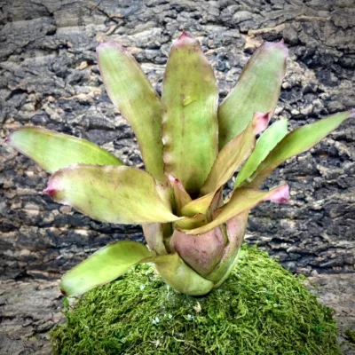 Medium Neoregelia Bromeliad - Ettoniana x Olens
