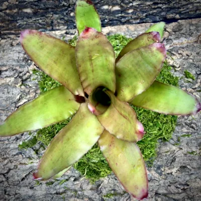 Medium Neoregelia Bromeliad - Ettoniana x Olens top view