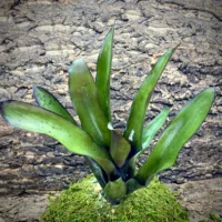 Medium Neoregelia Bromeliad - Fireball x Nelson