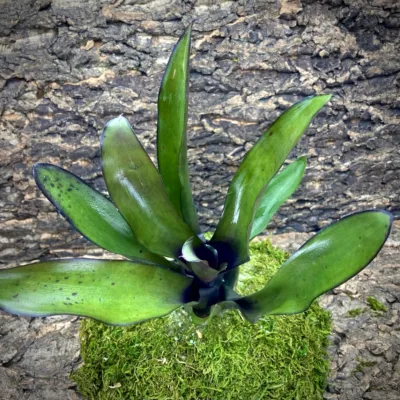 Medium Neoregelia Bromeliad - Fireball x Nelson top view