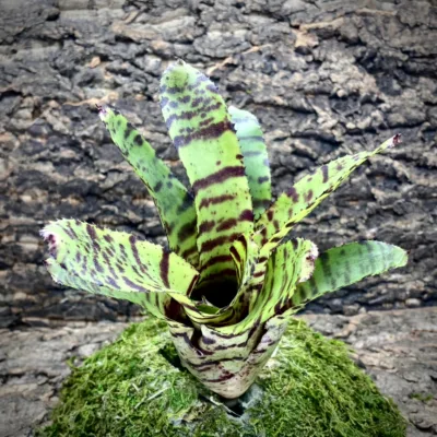 Medium Neoregelia Bromeliad Fruit Stripe x Puntatissima