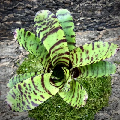 Medium Neoregelia Bromeliad Fruit Stripe x Puntatissima top view